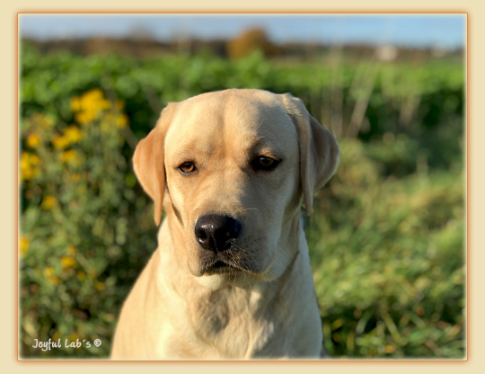 Joyful Lab's Flower Power Girl -Erna