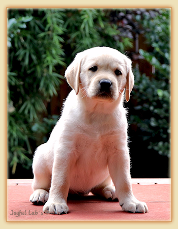Joyful Lab's Eye-Catching Girl - Tilda - Joyful Lab's Eye-Catching Girl - Tilda -