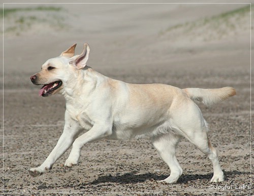 Joyful Lab's Be Happy Girl - Greta