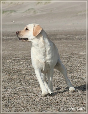 Joyful Lab's Be Happy Girl - Greta