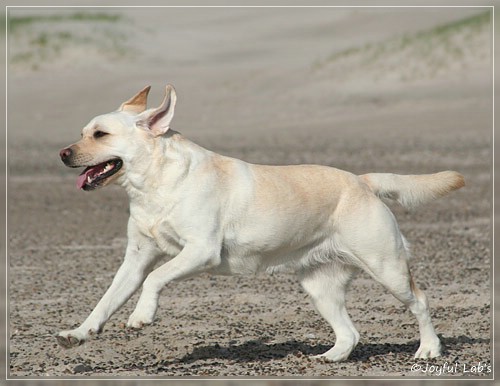 Greta - Joyful Labs Be Happy Girl