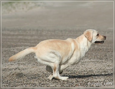 Joyful Lab's Be Happy Girl - Greta