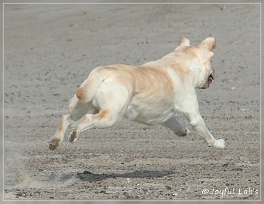 Joyful Lab's Be Happy Girl - Greta