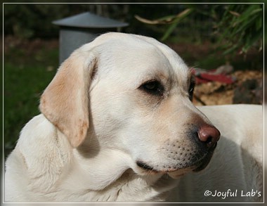 Joyful Lab's Be Happy Girl - Greta