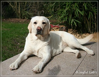 Joyful Lab's Be Happy Girl - Greta