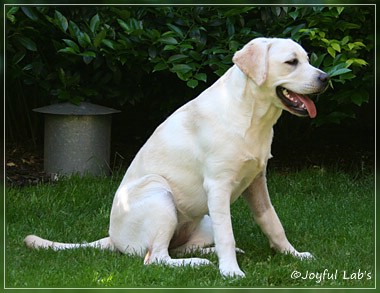 Joyful Lab's Be Happy Girl - Greta