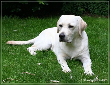 Joyful Lab's Be Happy Girl - Greta