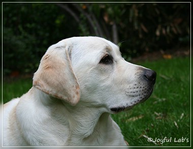 Joyful Lab's Be Happy Girl - Greta