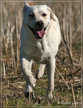 Joyful Lab's Be Happy Girl - Greta