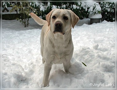 Joyful Lab's Be Happy Girl - Greta