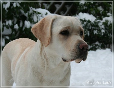 Joyful Lab's Be Happy Girl - Greta