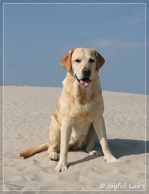 Frieda - Joyful Lab's Always Happy Girl