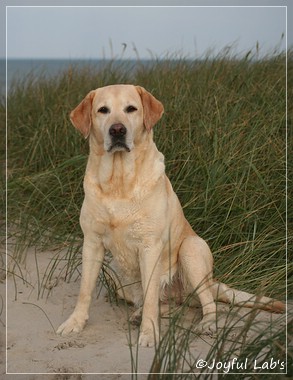 Frieda - Joyful Lab's Always Happy Girl