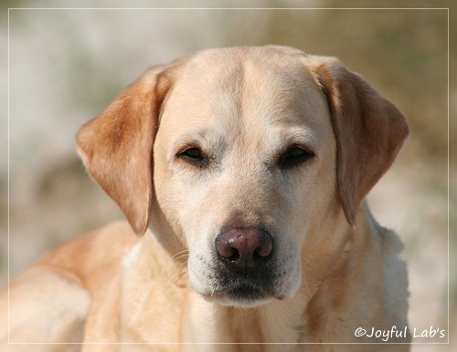 Frieda - Joyful Lab's Always Happy Girl