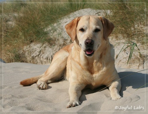 Frieda - Joyful Lab's Always Happy Girl