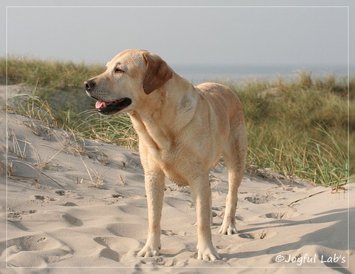 Frieda - Joyful Lab's Always Happy Girl