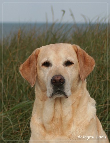 Frieda - Joyful Lab's Always Happy Girl