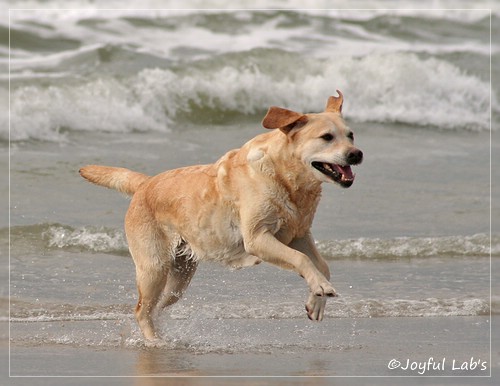 Frieda - Joyful Lab's Always Happy Girl