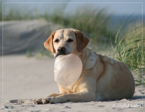 Frieda - Joyful Lab's Always Happy Girl