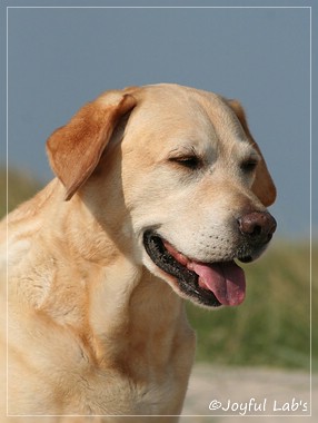 Frieda - Joyful Lab's Always Happy Girl