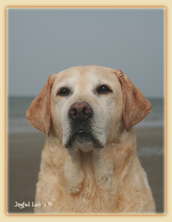 Frieda - Joyful Lab's Always Happy Girl