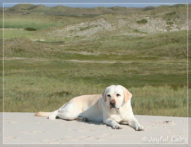 Greta - Joyful Lab's Be Happy Girl