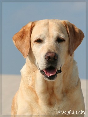 Frieda - Joyful Lab's Always Happy Girl