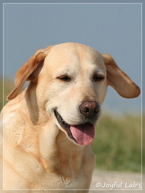 Frieda - Joyful Lab's Always Happy Girl