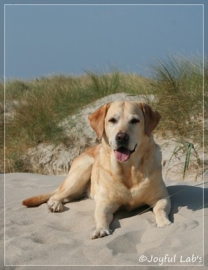 Frieda - Joyful Lab's Always Happy Girl