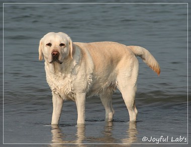 Greta - Joyful Lab's Be Happy Girl