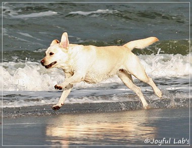 Greta - Joyful Lab's Be Happy Girl