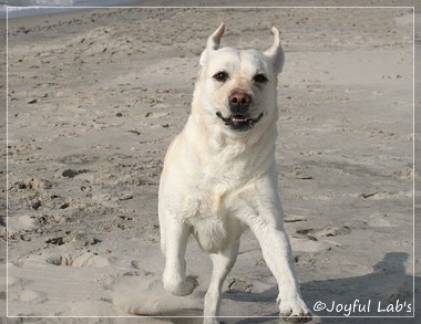 Greta - Joyful Lab's Be Happy Girl