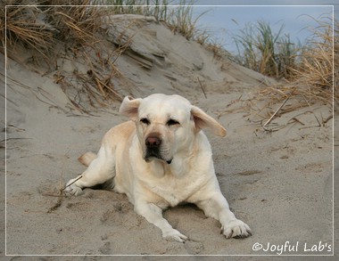 Greta - Joyful Lab's Be Happy Girl