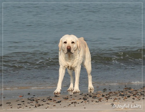 Greta - Joyful Lab's Be Happy Girl