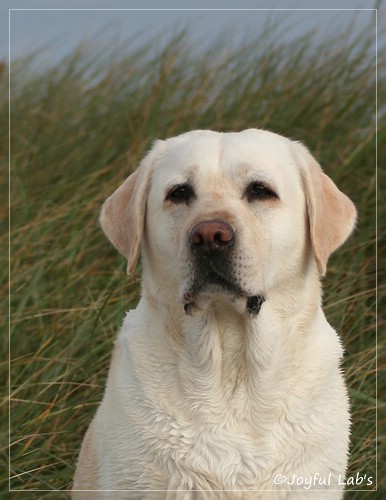 Greta - Joyful Lab's Be Happy Girl