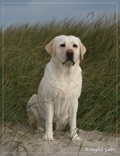 Greta - Joyful Lab's Be Happy Girl