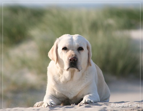 Greta - Joyful Lab's Be Happy Girl