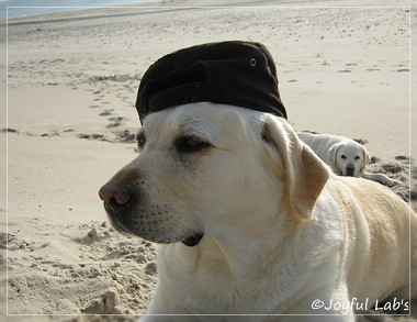 Greta - Joyful Lab's Be Happy Girl