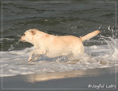 Greta - Joyful Lab's Be Happy Girl