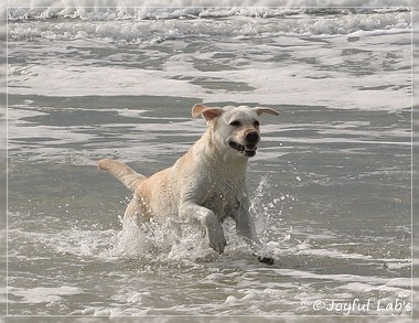 Greta - Joyful Lab's Be Happy Girl