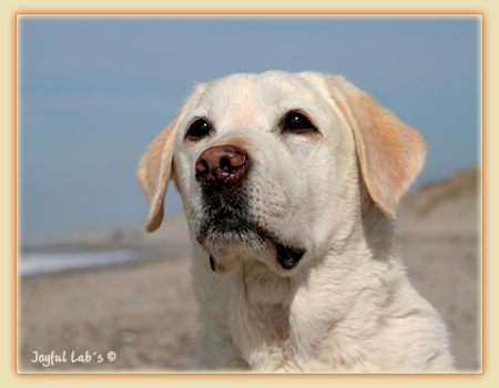 Greta - Joyful Lab's Be Happy Girl