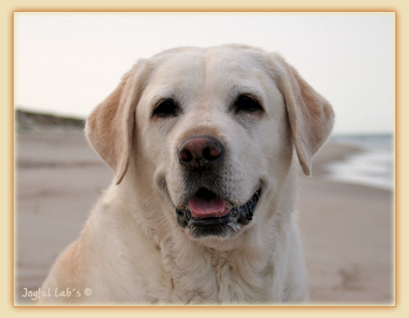 Greta - Joyful Lab's Be Happy Girl