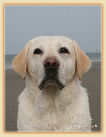 Greta - Joyful Lab's Be Happy Girl