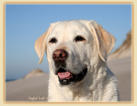 Greta - Joyful Lab's Be Happy Girl