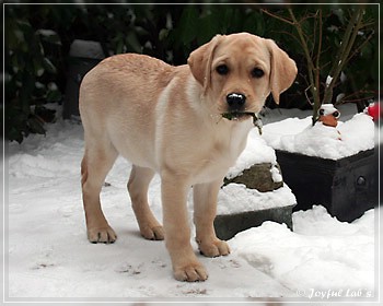 Rosefair Joyful Girl "Hanna"