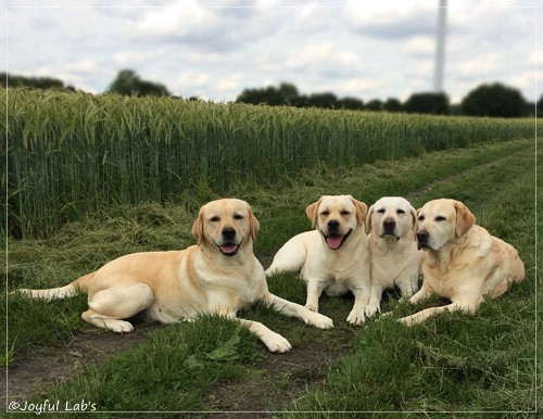 Die Joyful Lab's Girls