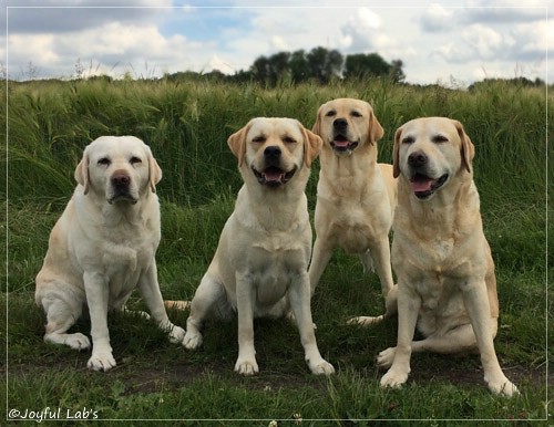 Die Joyful Lab's Girls