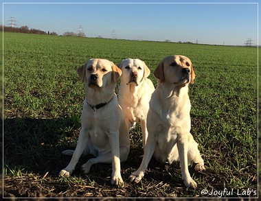 Joyful Lab's Girls