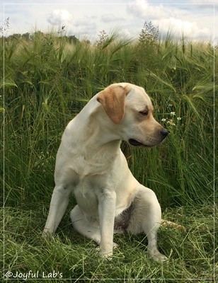 Joyful Lab's Classic Girl - Carla