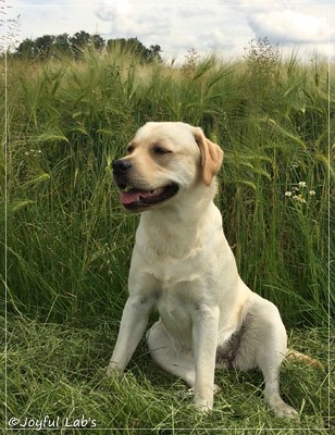 Joyful Lab's Classic Girl - Carla